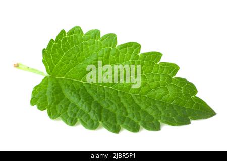 Fresh lemon balm leaf isolated on white background Stock Photo