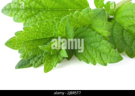Bunch of lemon balm or melissa plant isolated on white background. Stock Photo