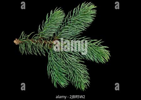 Christmas tree branches isolated on black background Stock Photo