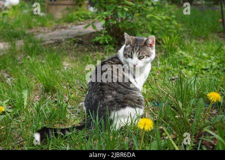 Grey tabby cat sitting on grass near dandelion flowers in the garden Stock Photo