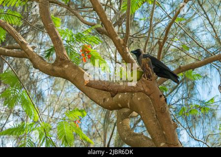 House crow on a tree branch. Zanzibar Tanzania Stock Photo