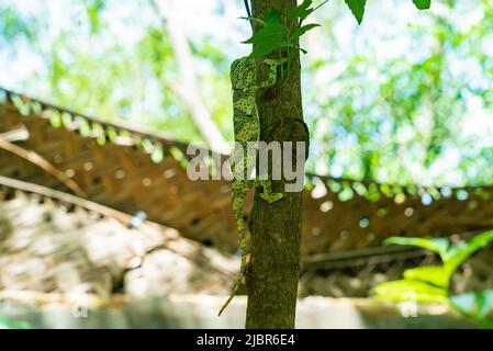 Chameleon climb on the tree. Chameleo on Zanzibar Stock Photo