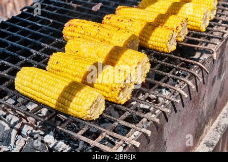 Corn cobs cooking on open fire at barbecue grill in park. Stock Photo