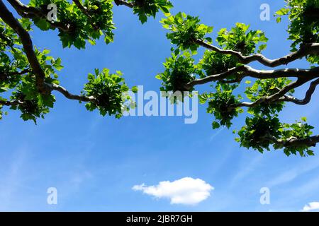 Tree Platanus in the spring Stock Photo