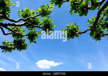 Tree Platanus in the spring Stock Photo