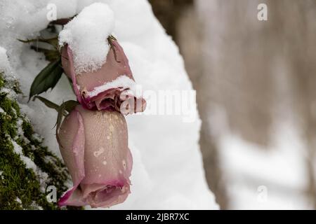 Wilted rosebuds under the snow in the winter park. Close-up, selective focus. Stock Photo