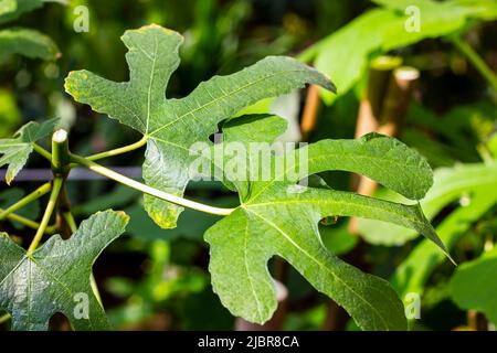 Bright green Ficus Сarica leaves in the garden in spring. Stock Photo