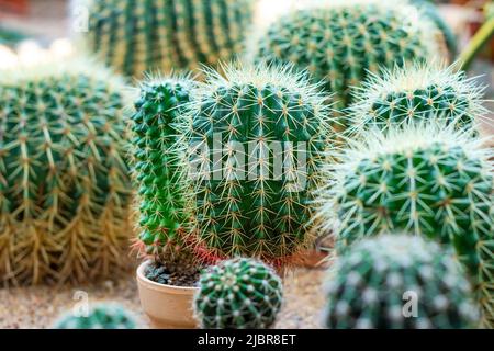 Many different green round thorny cactus plants with needles in the garden. Stock Photo