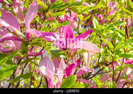 Bright pink Magnolia Susan liliiflora flowers with green leaves in the garden in spring. Stock Photo