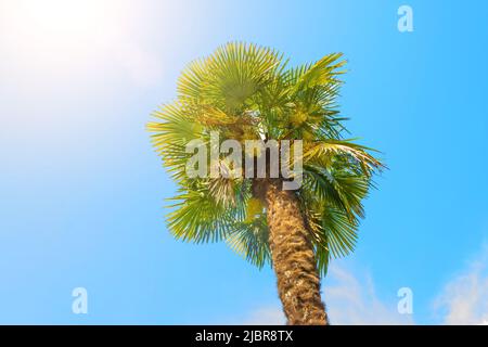 A lonely palm tree with blossoming stems against a blue sky. Trachycaprus, chamerops Stock Photo