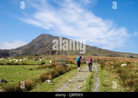 Hikers hiking on track through farmland to Moel Siabod mountain in Snowdonia National Park. Capel Curig, Conwy, north Wales, UK, Britain Stock Photo