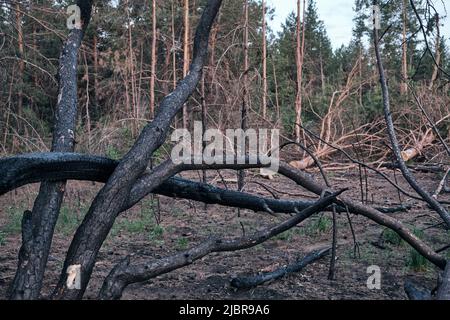 Charred dead pine trees, forest after fire. Stock Photo