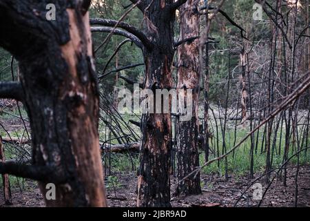 Charred dead pine trees, forest after fire. Stock Photo
