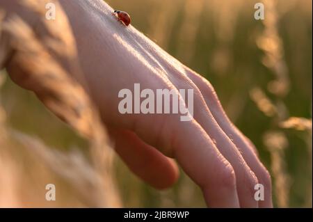 Woman playing with ladybug walking on the hand Stock Photo
