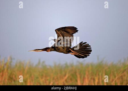 African Darter in flight on the Chobe River Botswana Stock Photo - Alamy