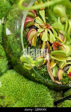 Venus Flycatcher in a florarium surrounded by moss. Top view, close-up. Wild tropical flora. Stock Photo