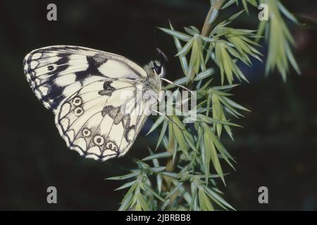 male specimen of marbled white butterfly, underside, Melanargia galathea; Nymphalidae Stock Photo