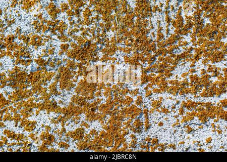 Orange lichen moss or orange rock moss covers mountain stone texture background. Wildlife environment backdrop Stock Photo