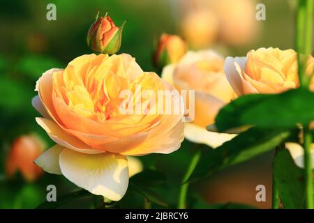 blooming romantic fresh yellow Roses,beautiful yellow Roses in full bloom in the garden Stock Photo