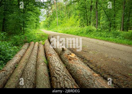 Long tree trunks lying by the road in the forest, spring day Stock Photo