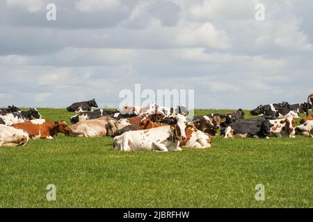 Dairy cattle , cows lying in green grass field, Limburg, Netherlands. Stock Photo