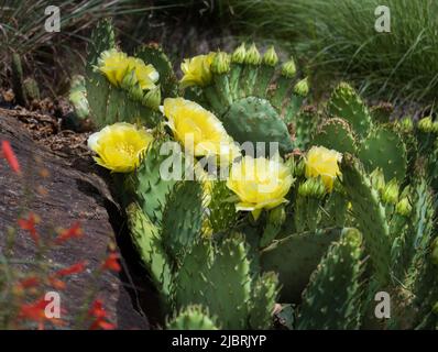 Prickly Pear cactus, with yellow blossoming flowers next to a rock Opuntia rafinesquii, Opuntia compressa, Opuntia humifusa, Opuntia lindheimeri