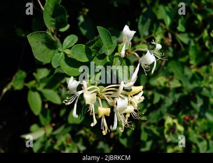 Flower of Italian honeysuckle (Lonicera caprifolium). Stock Photo