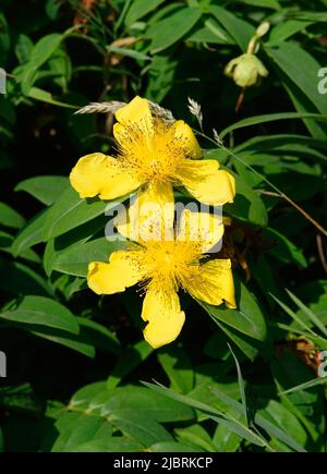 Hypericum balearicum, Balearic St. John's Wort, Estepa joana Stock Photo