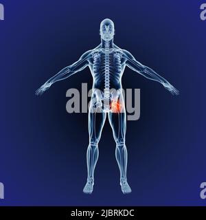 Human anatomy. Set of vector illustration isolated on white background.  Human body structure: skeleton and circulatory vascular system Stock Photo  - Alamy