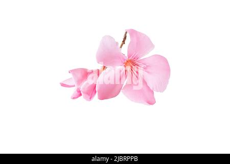 pink oleander flower and leaves isolated on white background Stock Photo