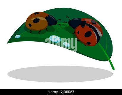 Pair of ladybugs in love on green leaf. Insects and wildlife. Cartoon vector isolated on white background Stock Vector