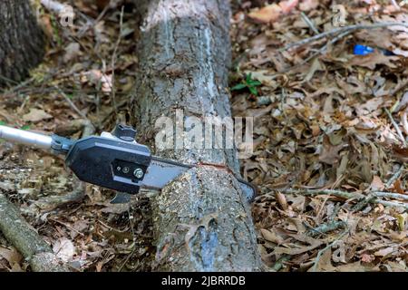 Lumberjack working sawing tree close-up, removing dry old trees Stock Photo
