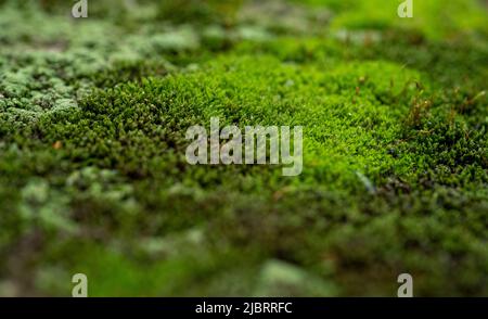 Macro photography of moss on the wall, selective focus Stock Photo