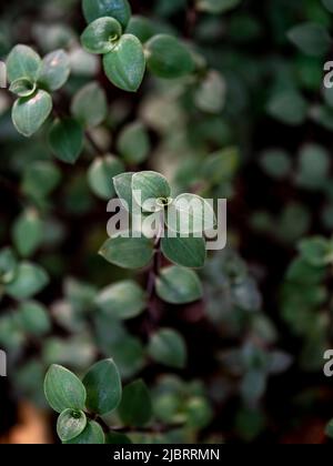 Nature background leaves, Nature green leaves background Stock Photo