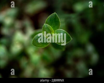 Nature background leaves, Nature green leaves background Stock Photo