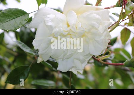 Beautiful white rose with rain drops Stock Photo