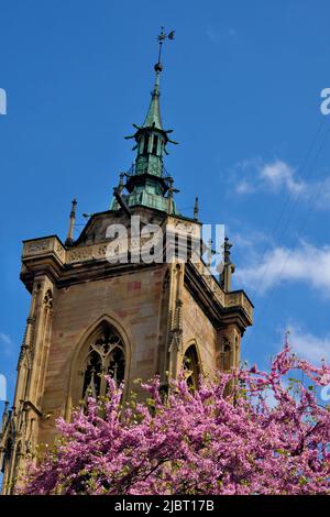 France, Haut Rhin, Cour Waldner-Stephan, Colmar, Saint Martin collegiate church dated 13th century, south tower, Cercis siliquastrum planted 1791 Stock Photo