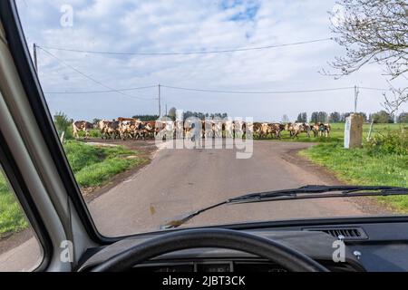 France, Puy de Dome, herd of cows in Tauves, Regional Natural Park of the Volcans of Auvergne, Parc naturel régional des Volcans d'Auvergne Stock Photo