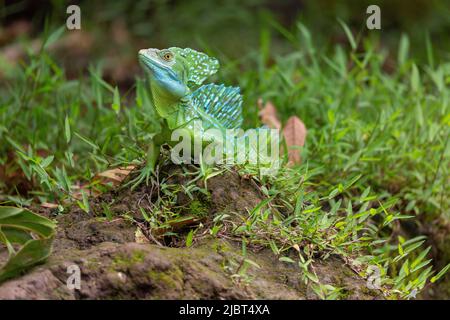 Costa Rica, Limon Province, Tortuguero National Park, Green Basilisk (Basiliscus plumifrons) male Stock Photo