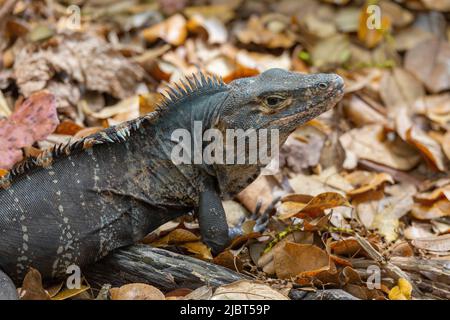 Costa Rica, Puntarenas Province, Manuel Antonio National Park, Black Iguana (Ctenosaura similis) Stock Photo