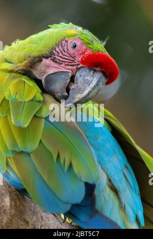 Costa Rica, Limon Province, Buffon's Macaw (Ara ambiguus) in the rainforest of the Caribbean coast Stock Photo