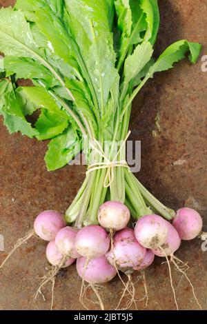 France, Loire Atlantique, Nantes Metropole, Les Sorinieres, organic market gardening by Olivier Durand, kabu turnips Stock Photo