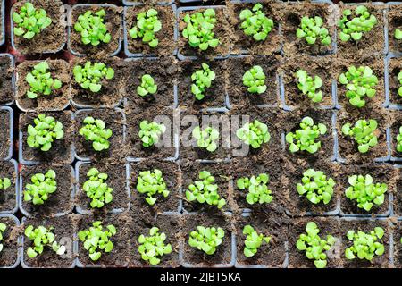 France, Loire Atlantique, Nantes Metropole, Les Sorinieres, organic market gardening by Olivier Durand, organic basil plants Stock Photo