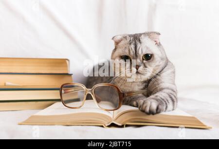 Cute cat plays with glasses and open books close up Stock Photo