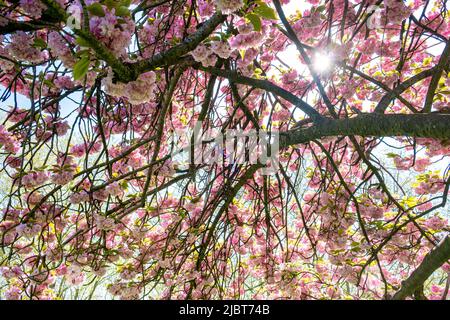 France, Val de Marne, cherry blossom Stock Photo