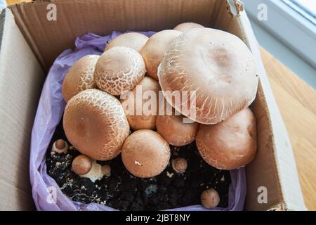 growing mushrooms champignon at home, from mycelium in a cardboard box Stock Photo