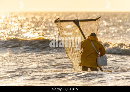 France, Somme, Ault, two hours before low tide, the fishermen come with their net to fish for shrimps (crangon crangon) by pushing this net in front of them and walking along the sea front Stock Photo