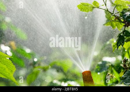Irrigation sprinkler spaying water irrigating summer garden Stock Photo
