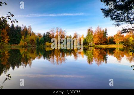 France, Haute Saone, Plateau des Mille Etangs, escape from the 1000 etangs between lake and forest in autumn Stock Photo