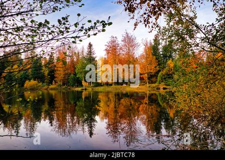 France, Haute Saone, Plateau des Mille Etangs, escape from the 1000 etangs between lake and forest in autumn Stock Photo